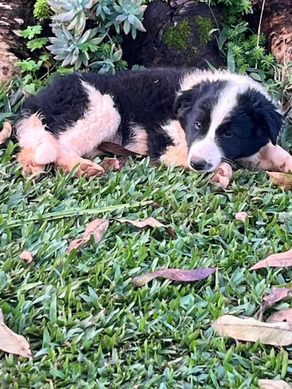Filhote de Border Collie