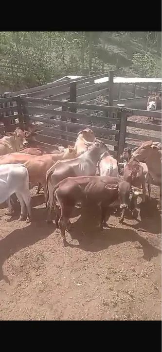 Novilhas aneloradas para venda - Foto 2