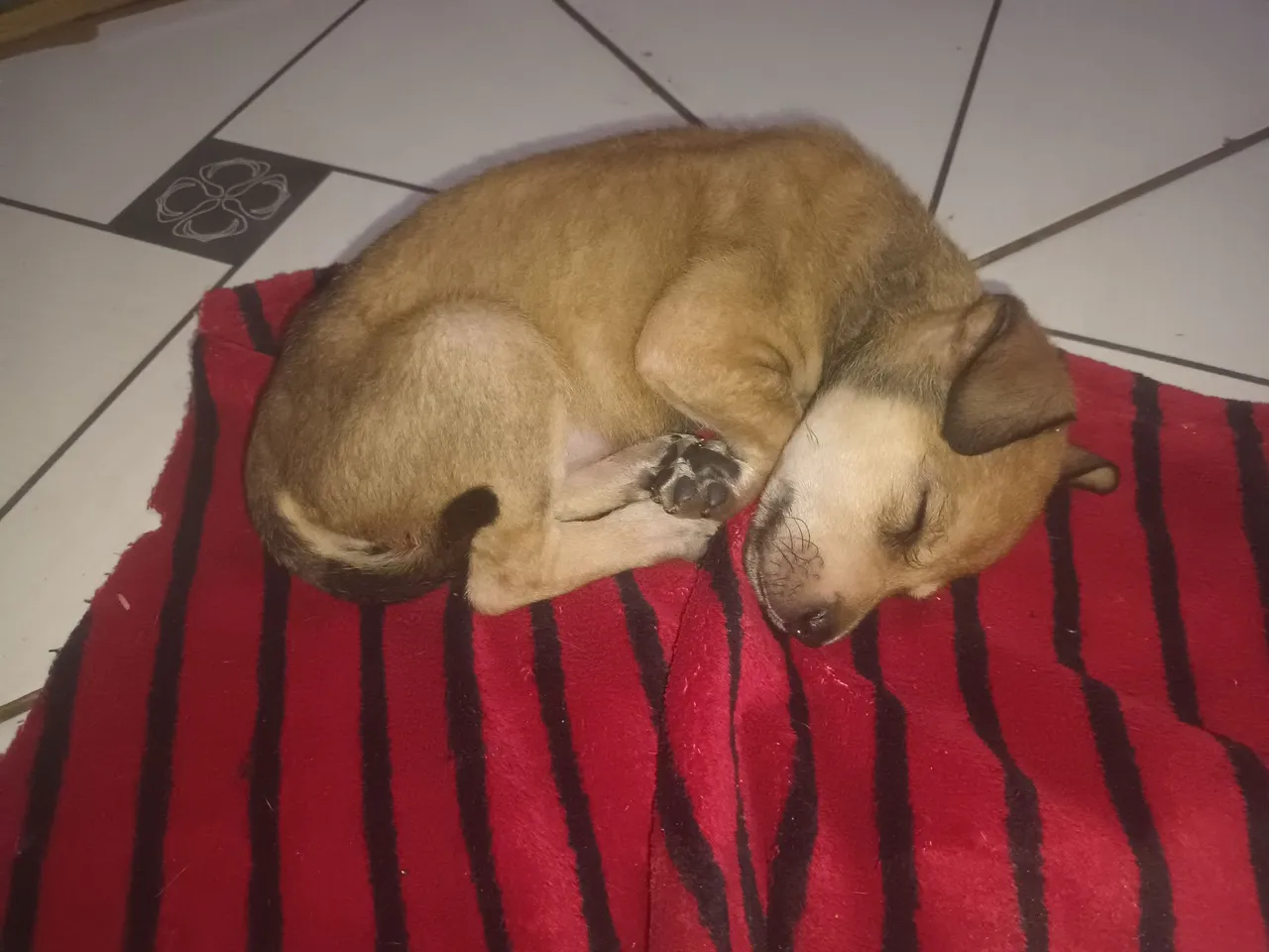 Filhote de cachorro fofo para adoção
