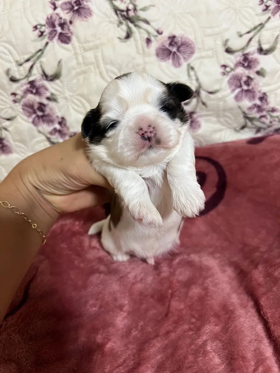 Filhote Shih Tzu