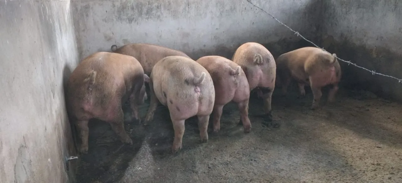 Porcos para agropecuária