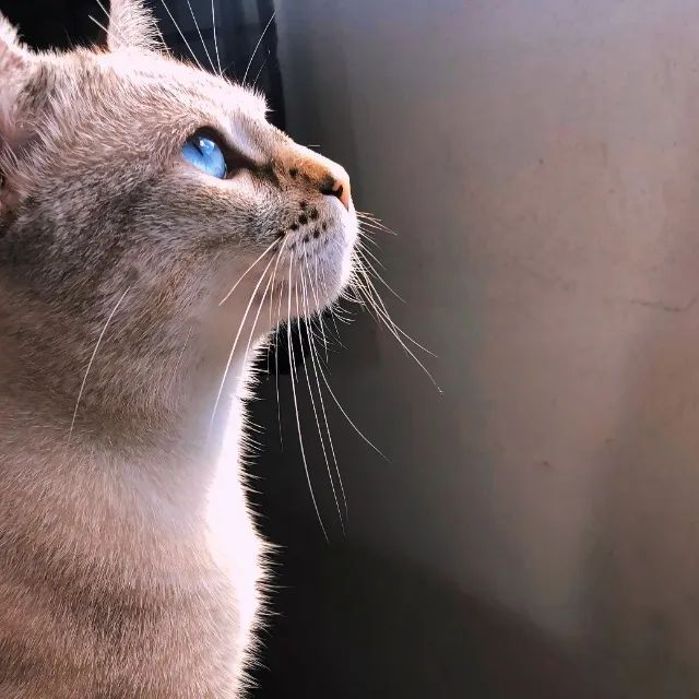 Gato macho 4 anos  - Foto 2