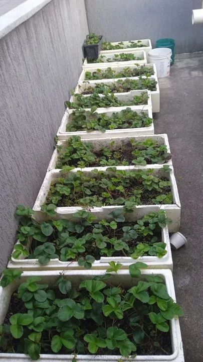 Mudas de morango - Foto 2