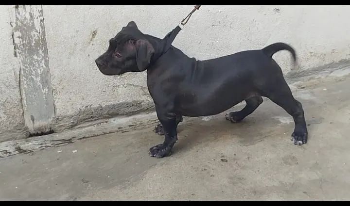 Filhote Pitbull - Foto 2