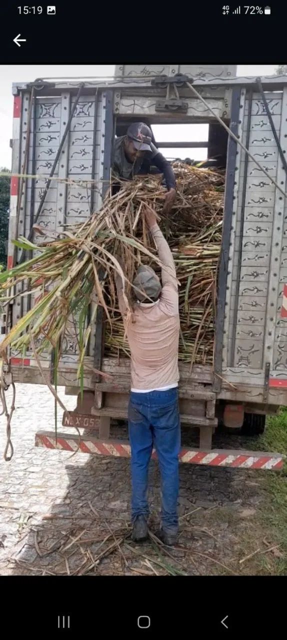 APROVEITE AS CHUVAS E FORME SUA CAPINEIRA DO BRS KURUMI E CAPIAÇU E SORRIA NO VERAO - Foto 4