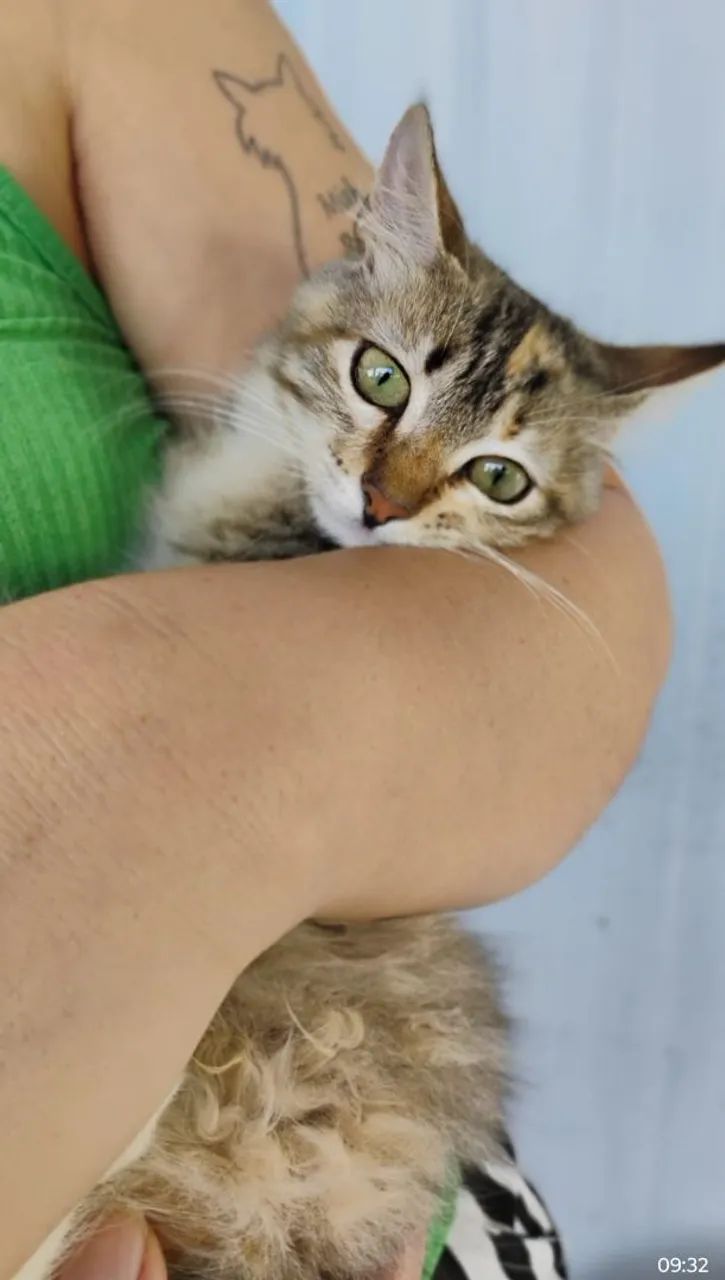 Adoção Raça Tabby Castradas - Foto 5