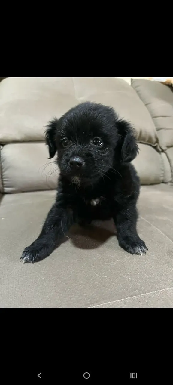 Filhote de cachorro preto