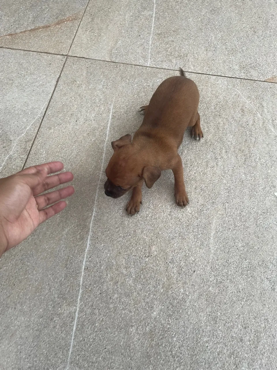 Pinscher fêmea