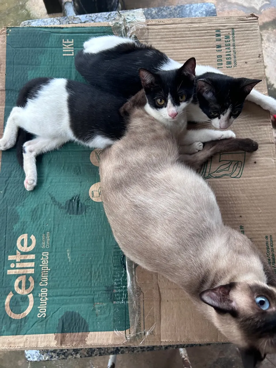 Gatinhos fofos para adoção!