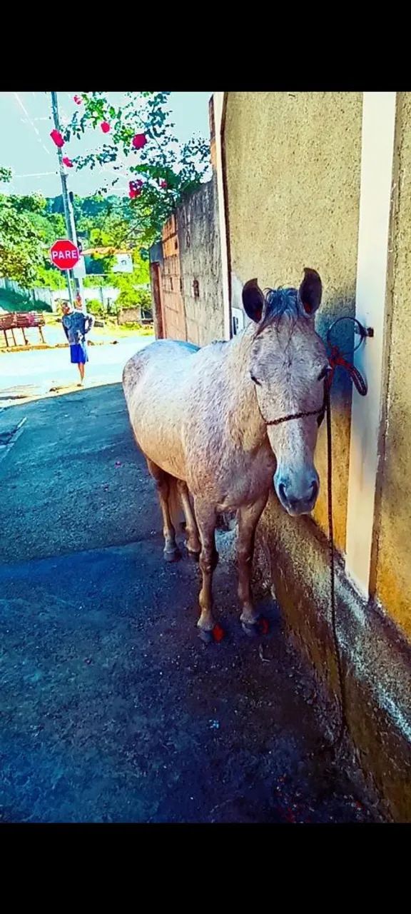 Vendo égua marcha de centro 