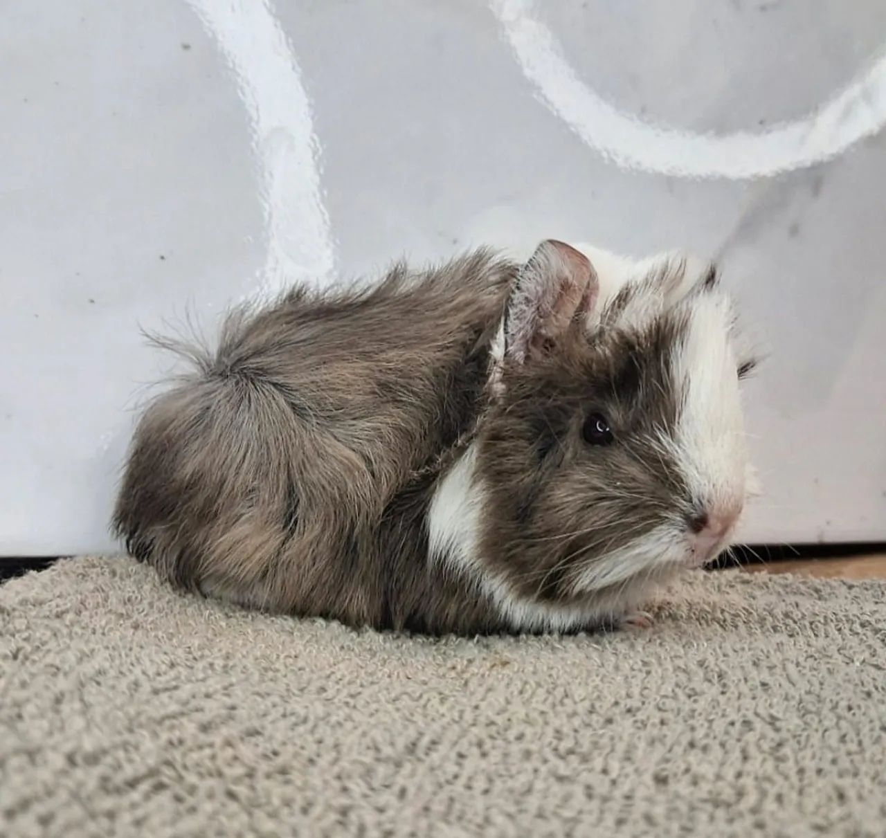 Porquinho da india - Foto 3