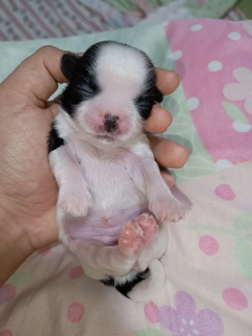 Filhotes Shih Tzu fêmea disponível para venda!