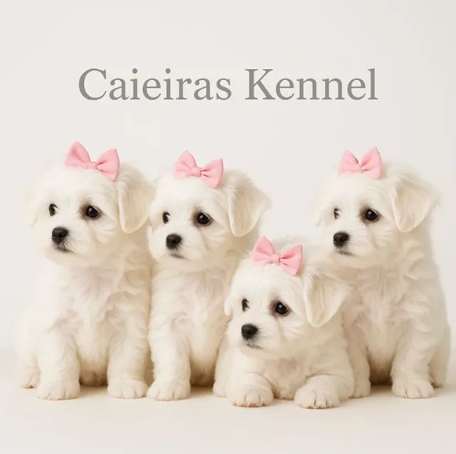 Maltês miniatura pelagem macia