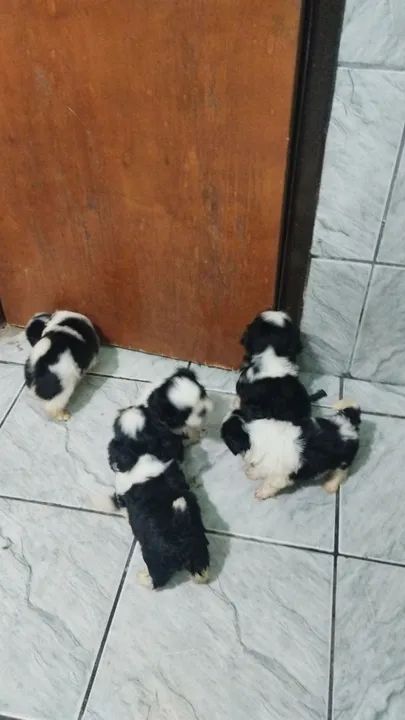 Filhotes de Shih Tzu