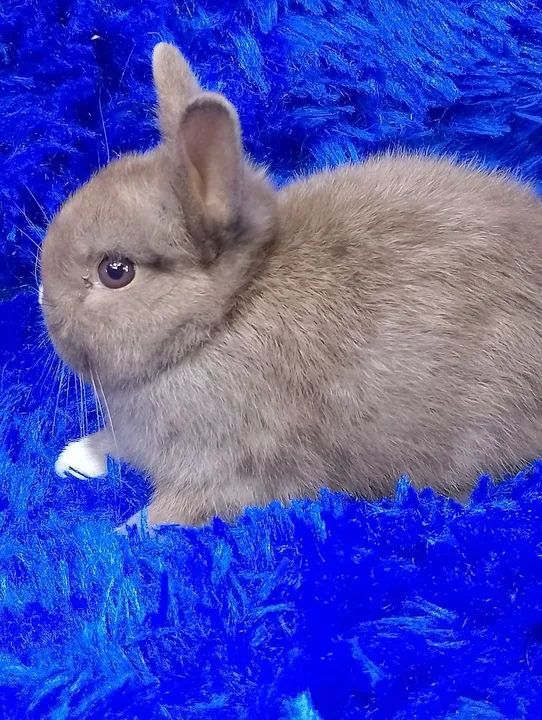  Fêmea Anão Netherland ( o menor Coelho do mundo) - Foto 2