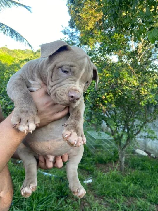 American bully  - Foto 2