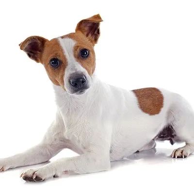Filhote de Jack Russell Terrier - Vacinado e com Pedigree - 12x no Cartão  - Foto 2