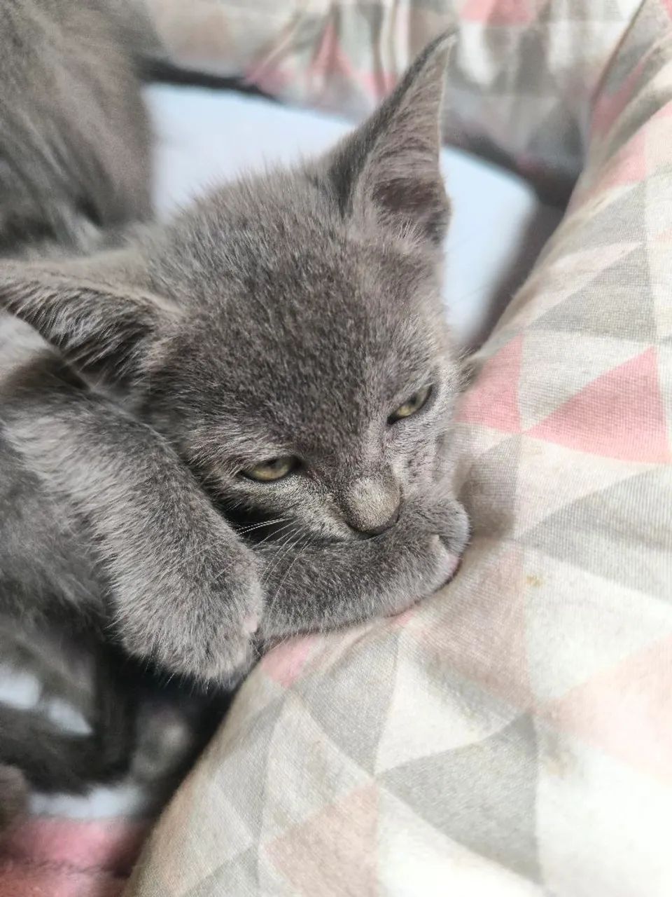 Ultimos filhotes de Russian blue disponível  - Foto 4