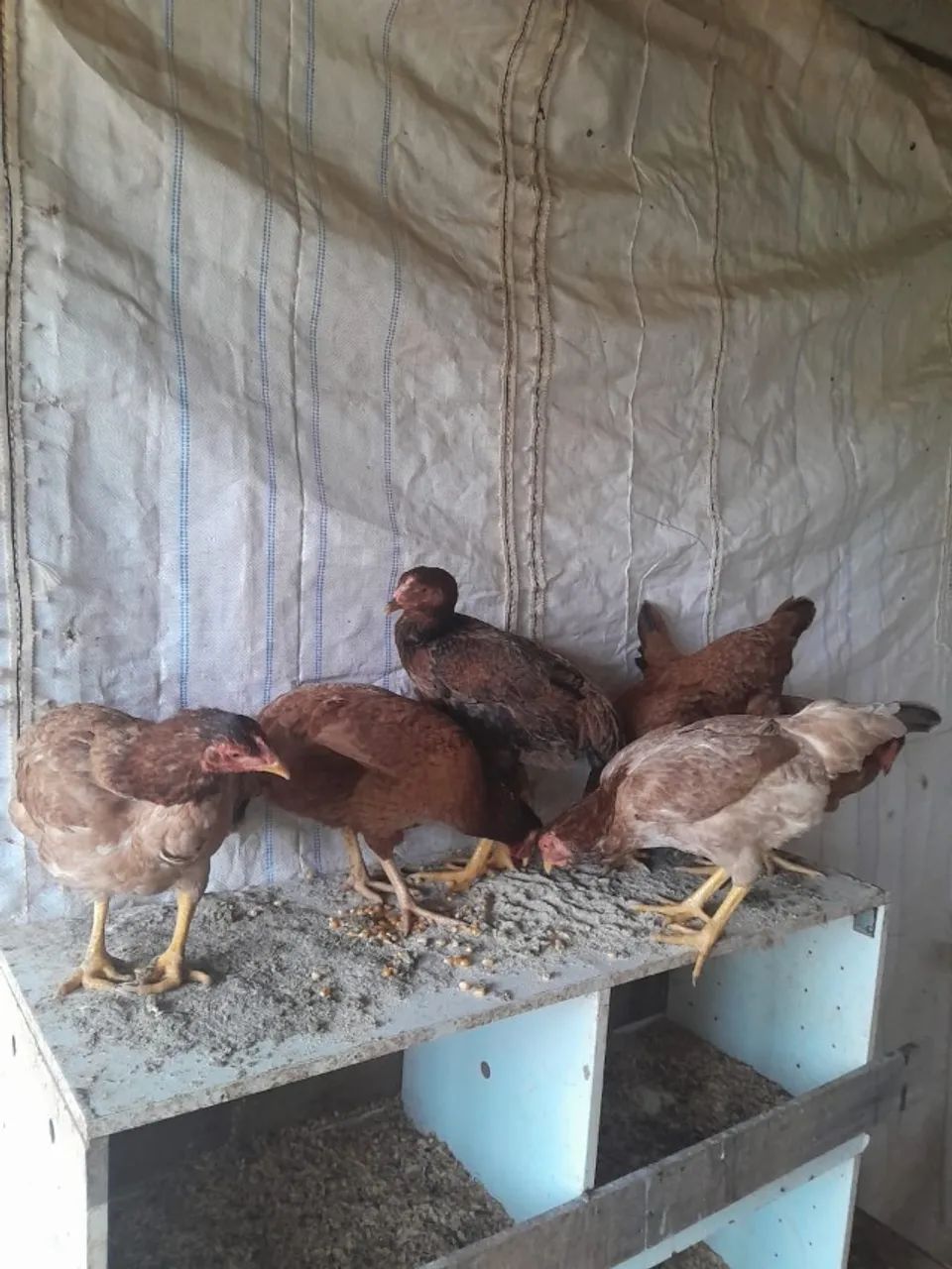 vendo 6 galinhas caipiras  - Foto 3