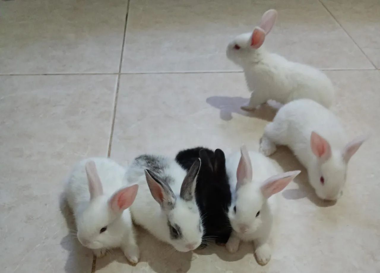 Lindos filhotes de coelho 