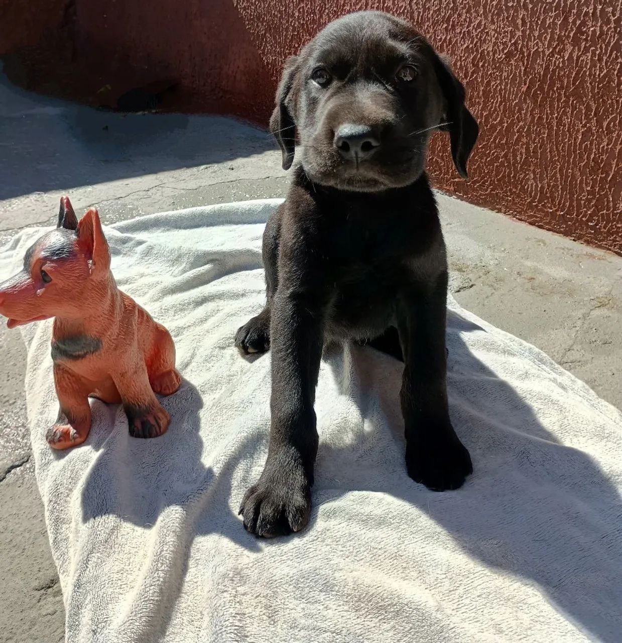 Filhotes de Labrador. Apenas machos! Entregues vacinados e vermifugados!! 
