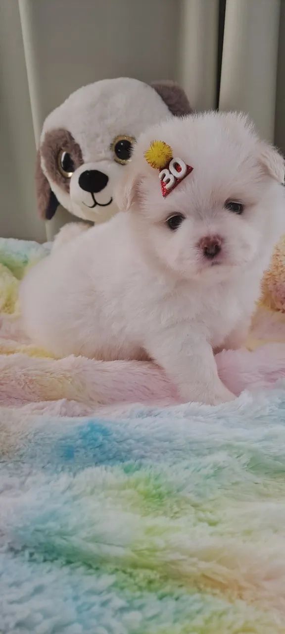 Filhote Chihuahua + Lulu da Pomerania  - Foto 4