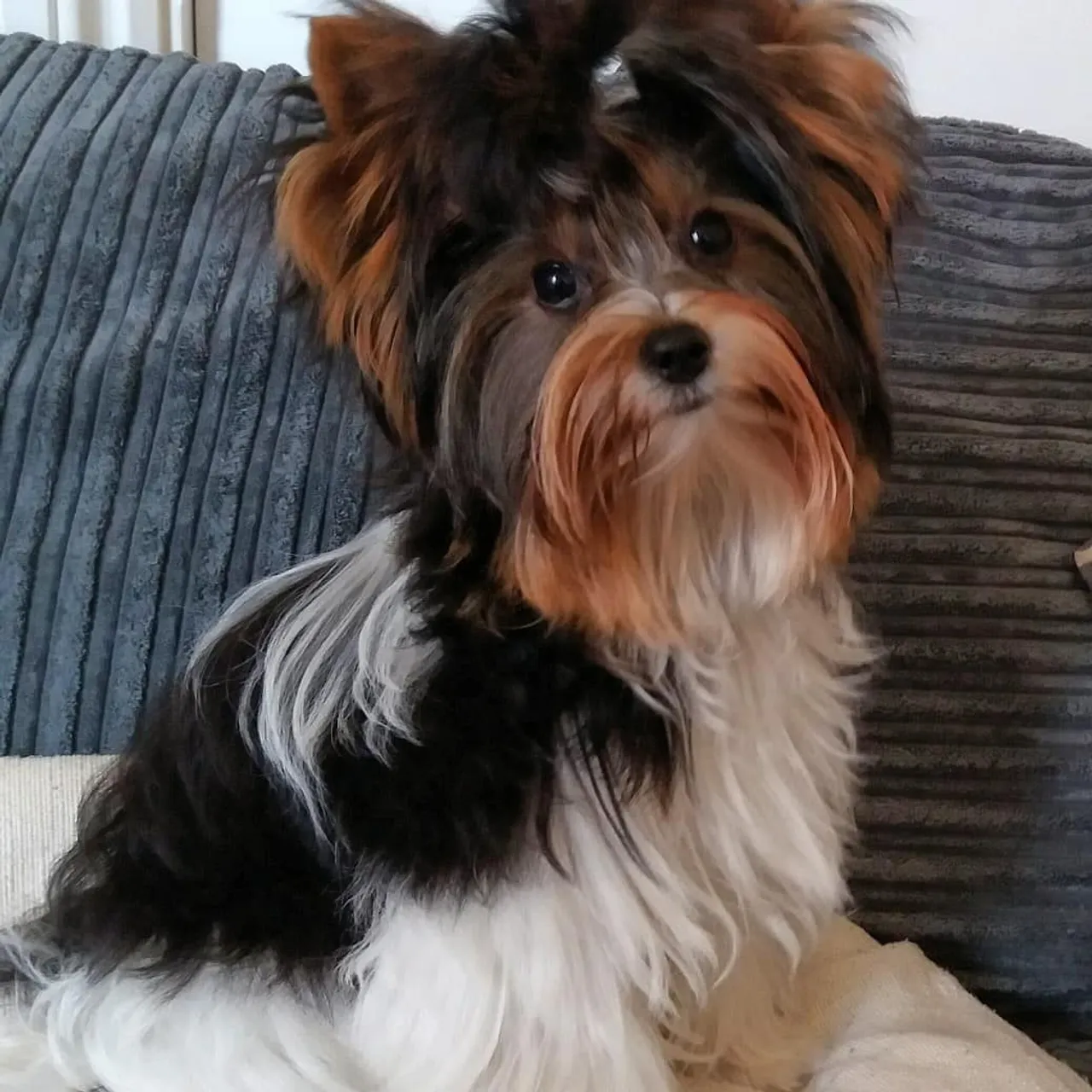 Filhotes de Biewer Terrier