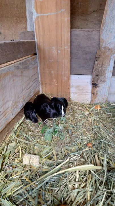 Porquinho da índia  - Foto 4