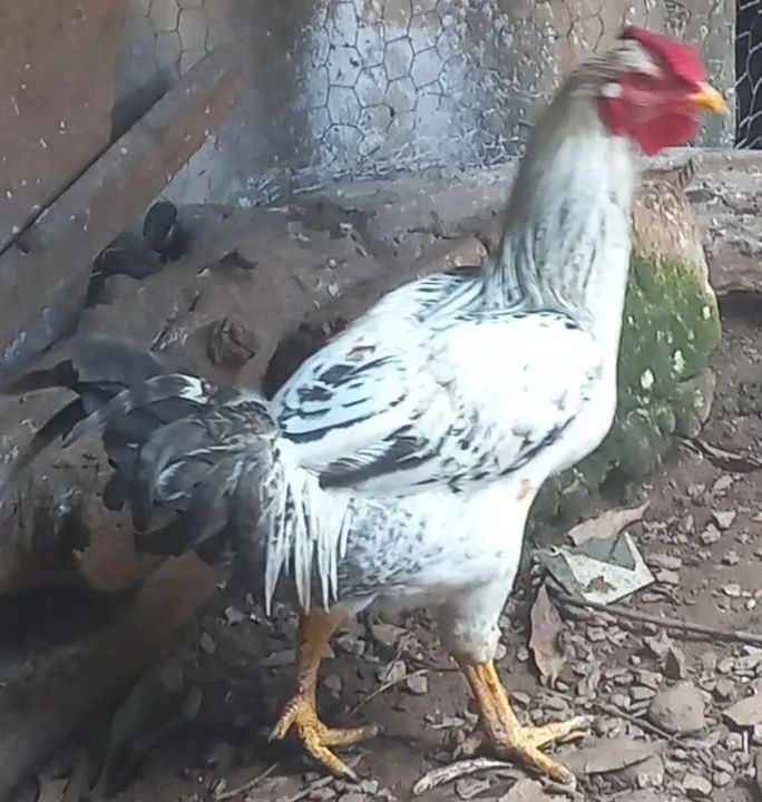 CASAL ADULTO DE GALINHA NANICÃO  - Foto 6