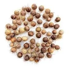 1.000 Mil Sementes de Juçara Palmito para cultivo - Foto 4