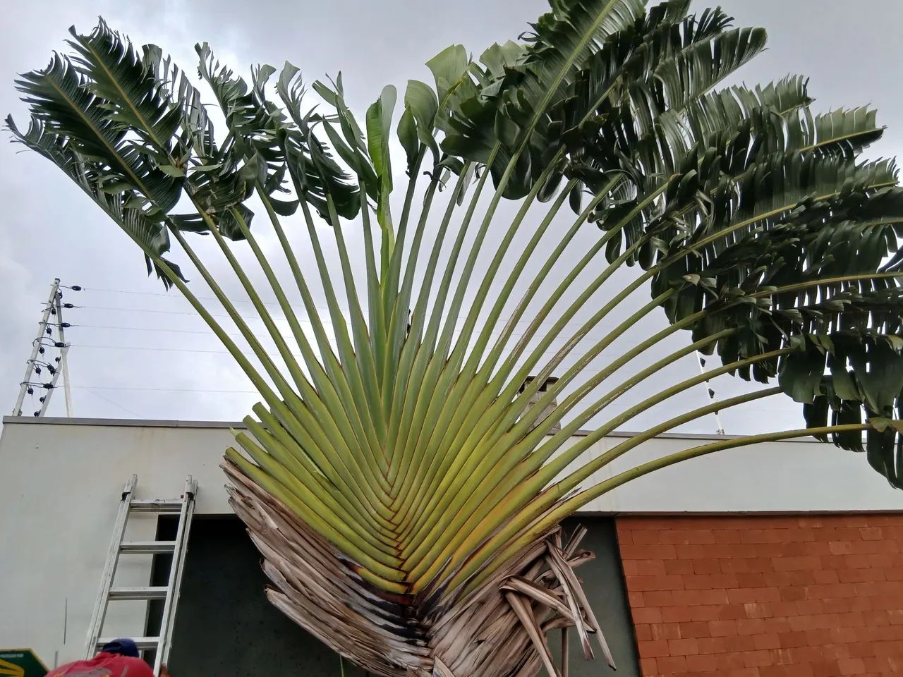 Jardinagem em geral