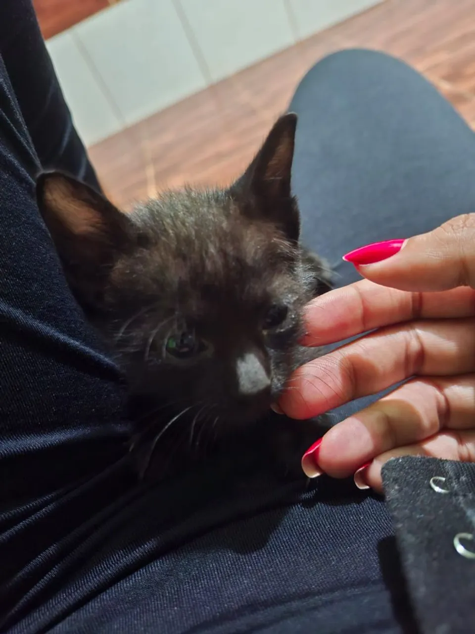 Gatinho preto fofinho para adoção