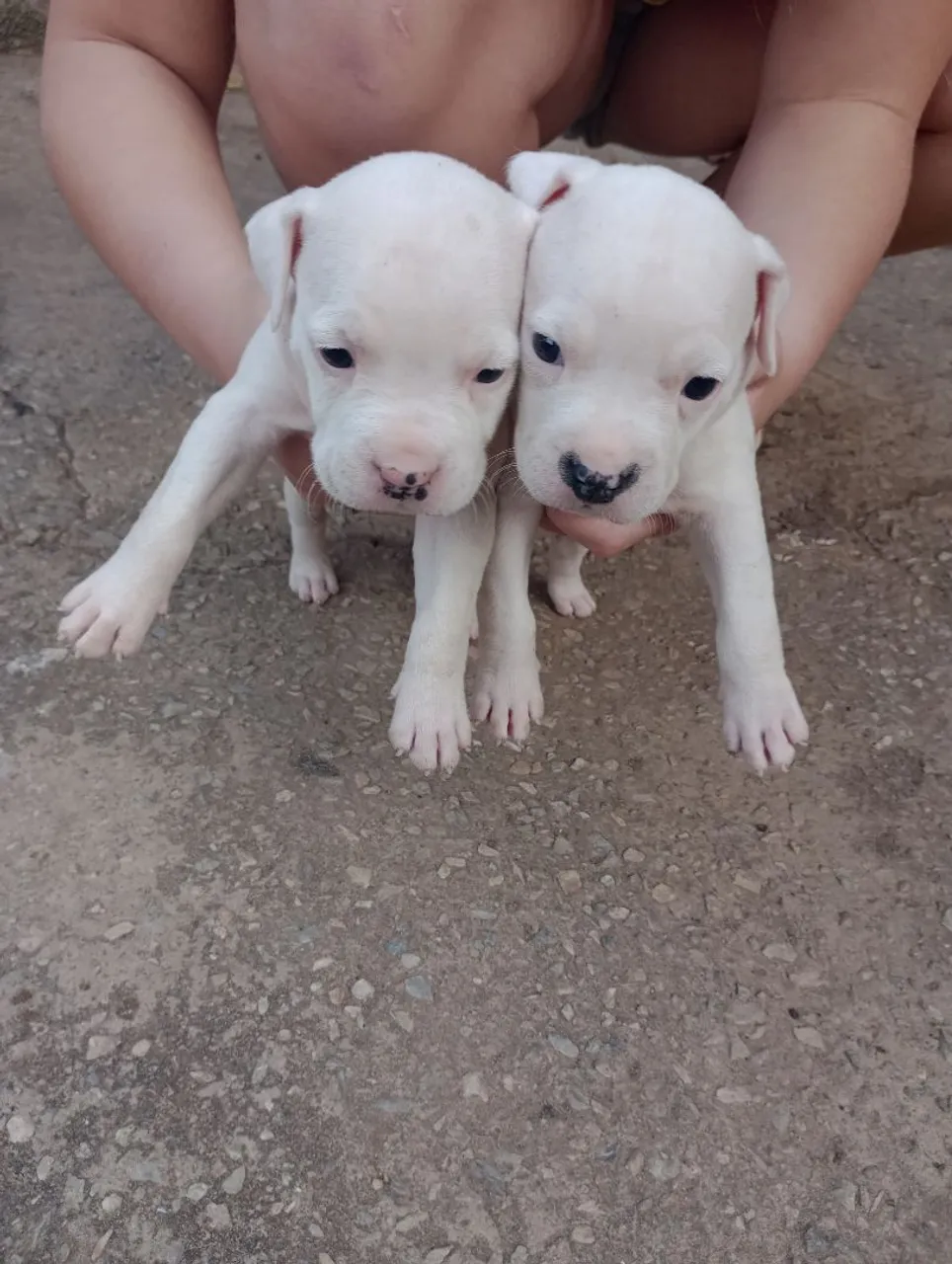 Filhotes de Pitbull puros