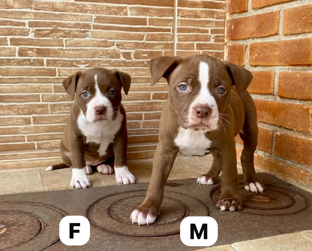 Filhotes de Pitbull - Macho e Fêmea - Foto 2