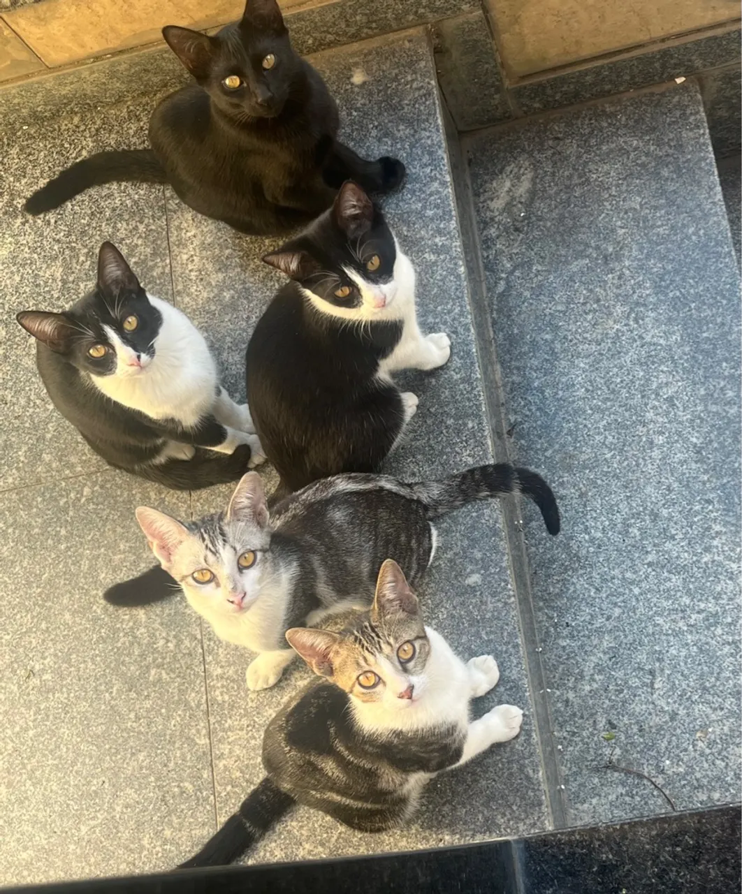 Gatinhos para adoção responsável!