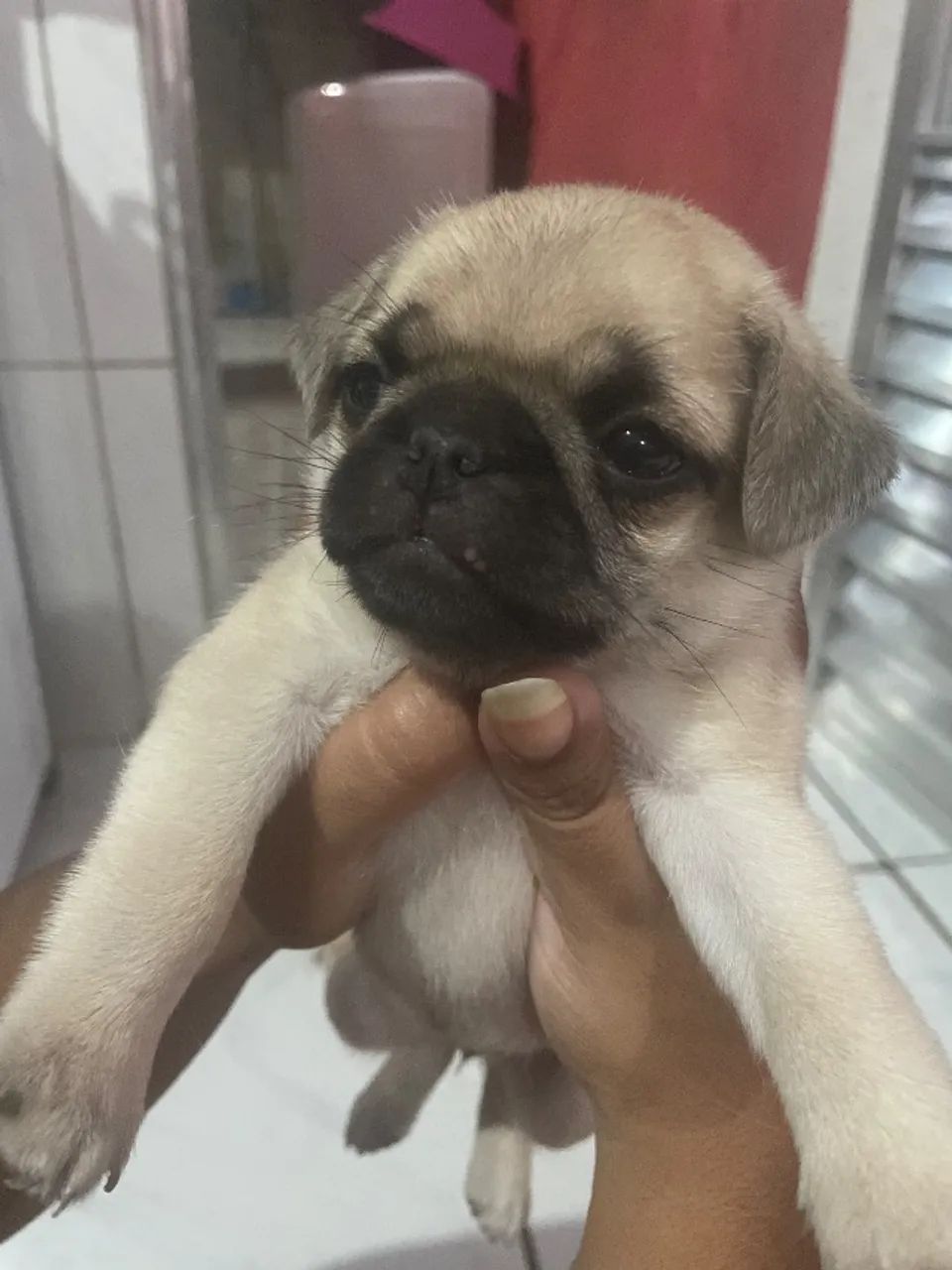 Filhote de Pug - Foto 5