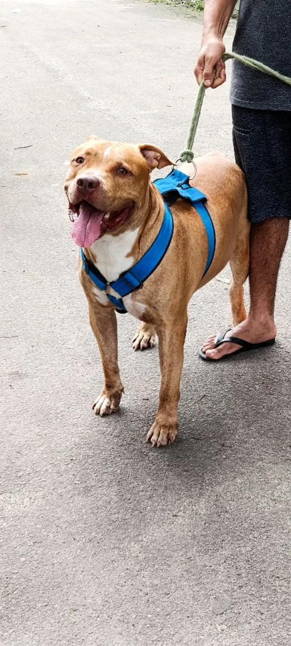Pitbull Monster disponível para CRUZAMENTO