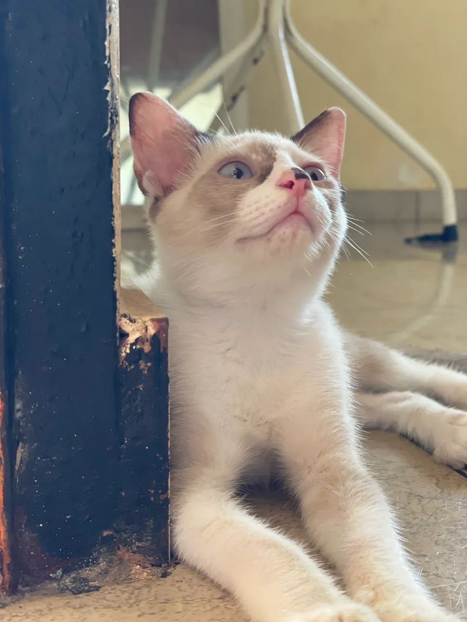 Fêmea para adoção  - Foto 3