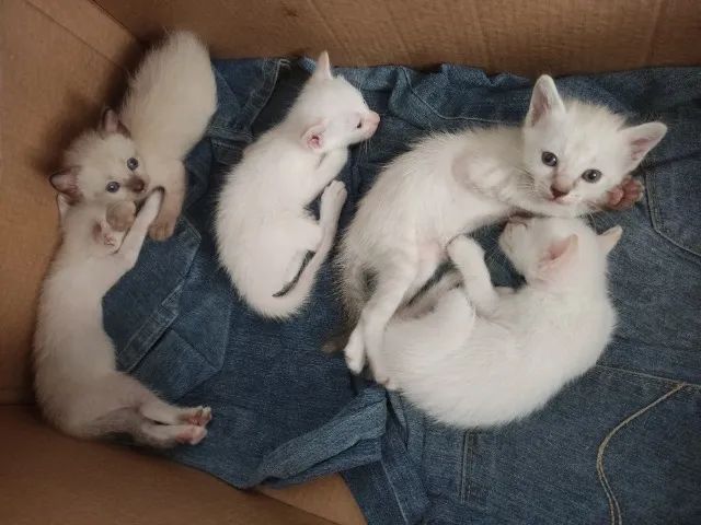 Filhotes Gato Siamês p/ Doação  - Foto 4
