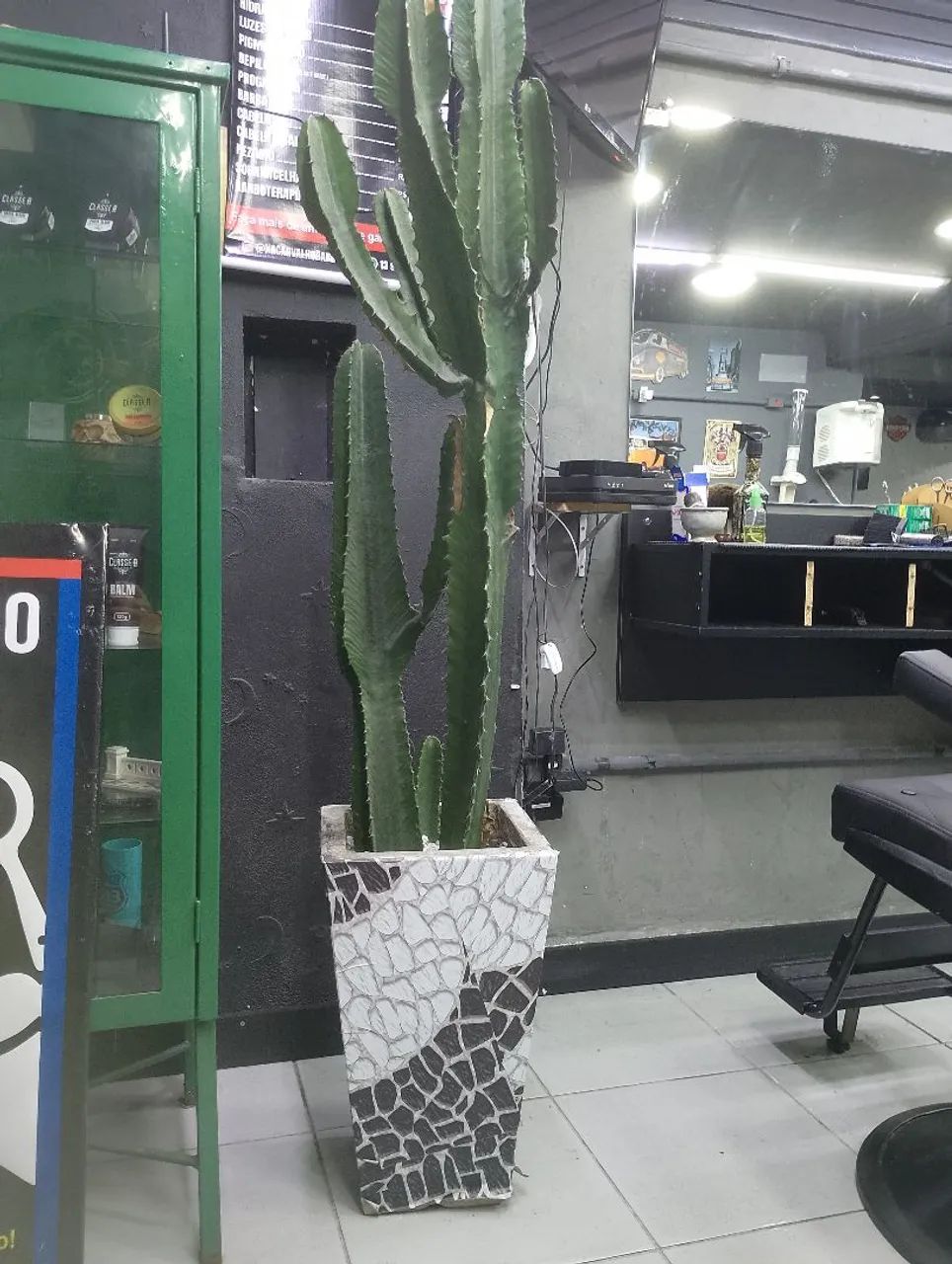 Cacto 64294098564482120