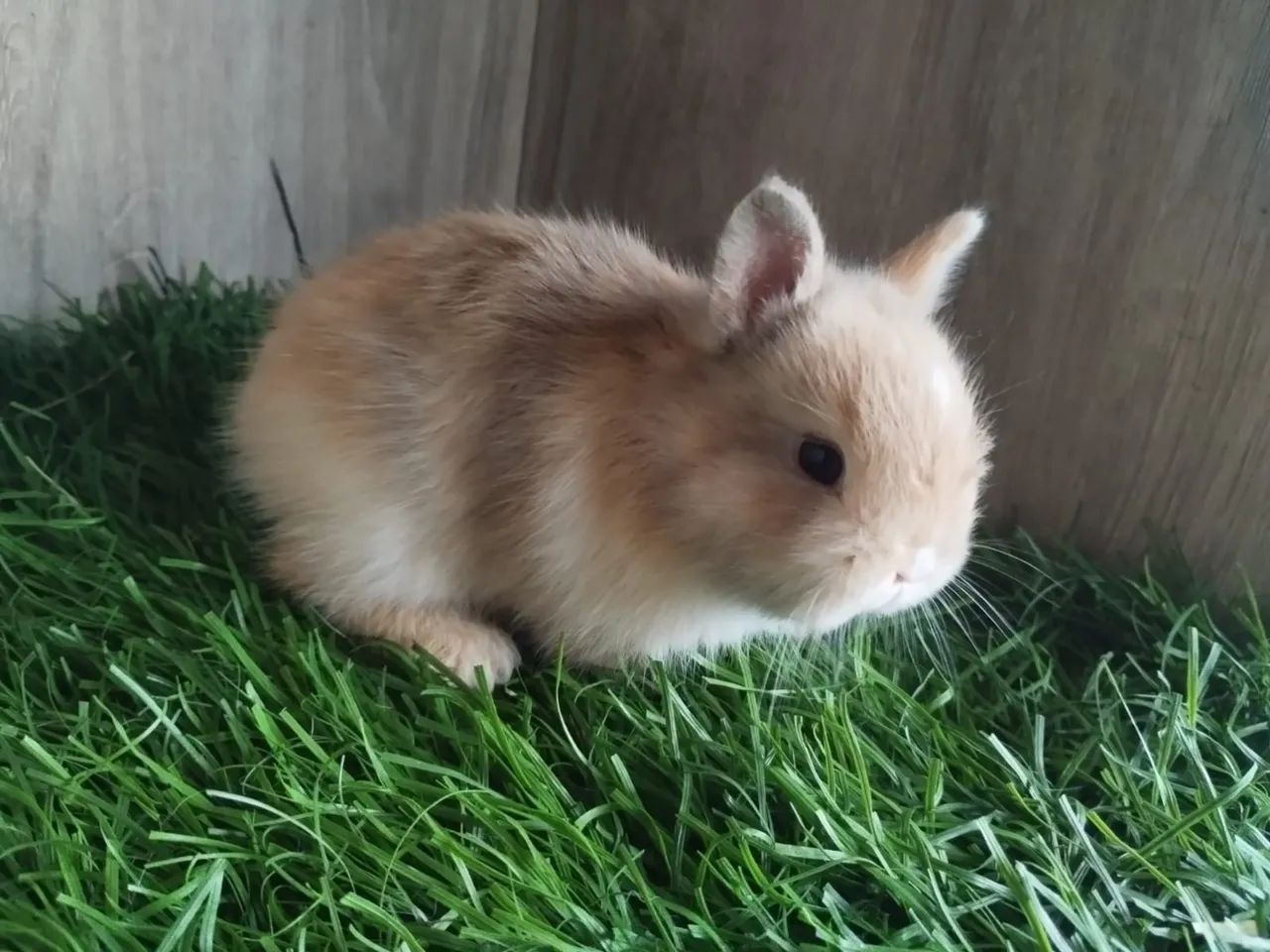 Coelhinho bebê, peludo e fofinho! - Foto 3