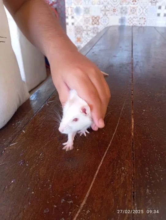 Vendo rato Twister fêmea  - Foto 6