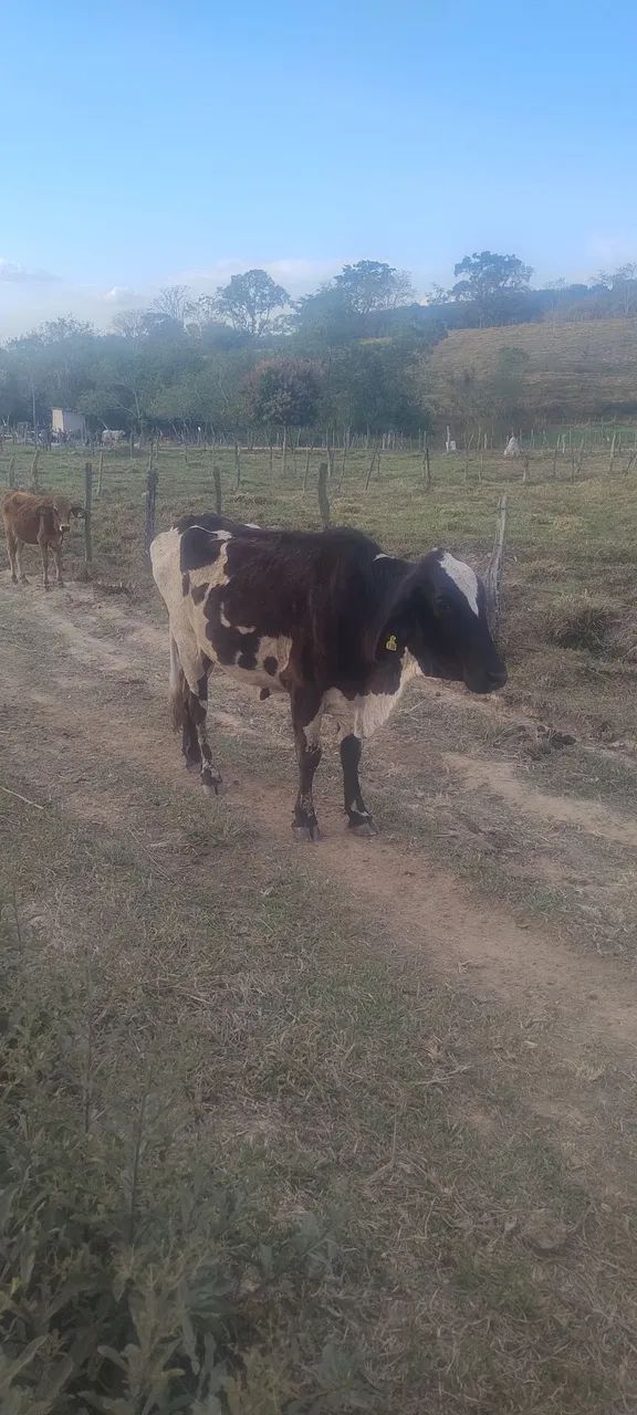 Novilha  - Foto 2