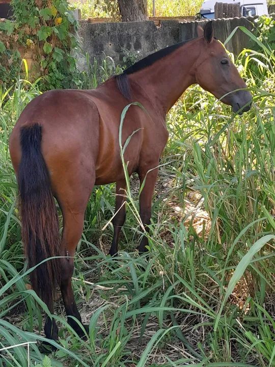 Egua piquira com sela e arreio - Foto 5