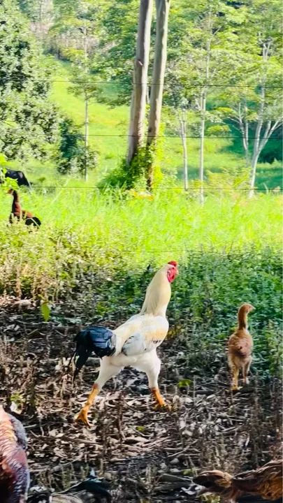 Frangos e galo - Foto 3