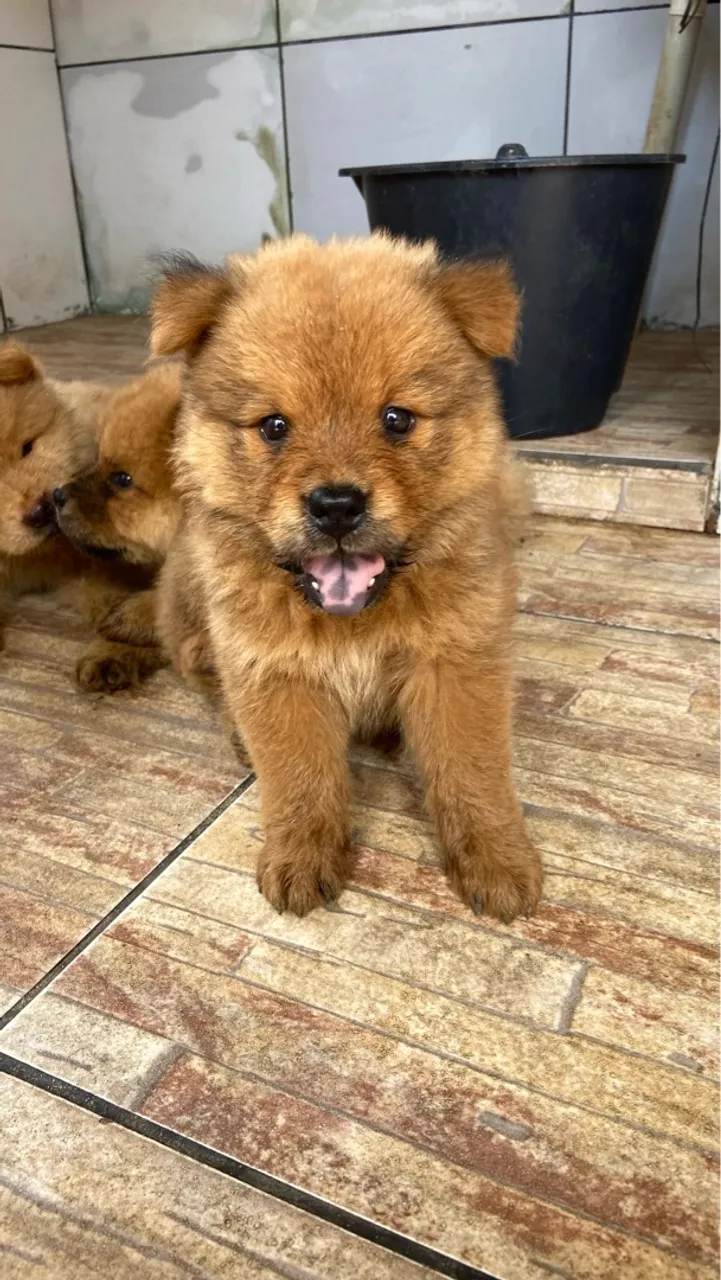 Filhote de Chow-Chow disponível para adoção