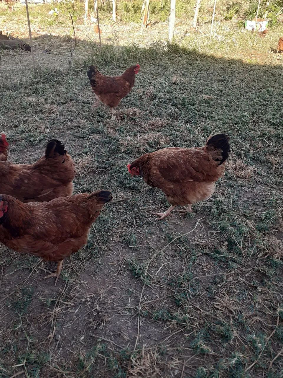 Galinhas  - Foto 4