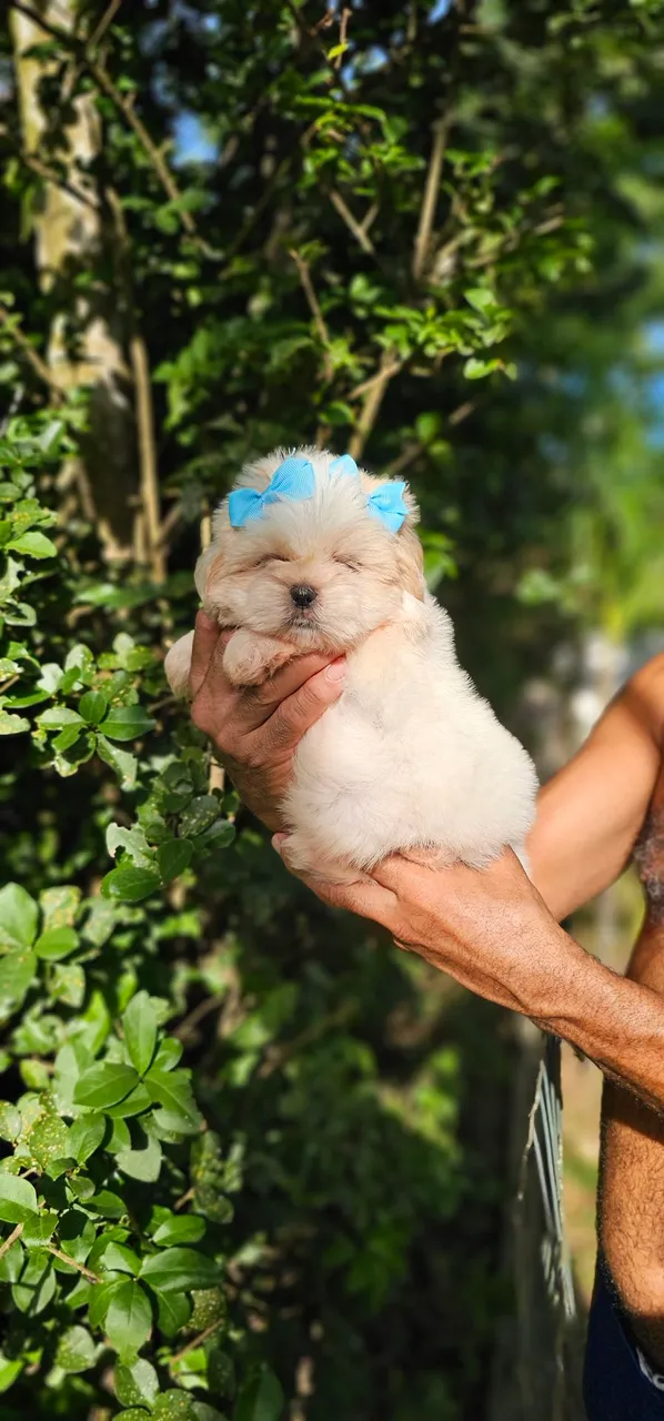 Shih-tzu Meiguinha e Alegre