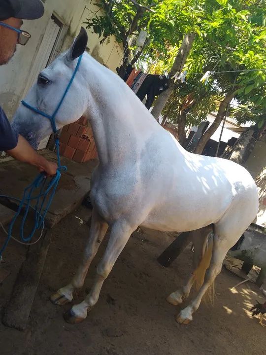 Cavalo manga larga  - Foto 5