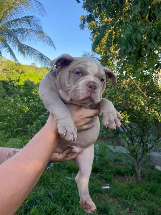 American bully  - Foto 6